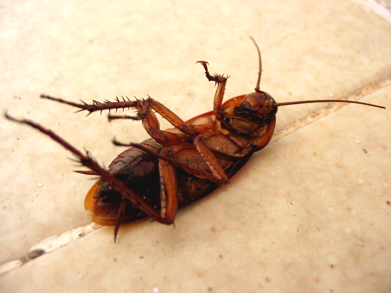 How to Kill Cockroaches – How To Kill Things What Happens If You Step On A Cockroach Barefoot