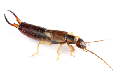 how to kill earwigs