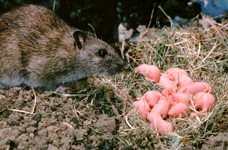 How To Kill Roof Rats How To Kill Things