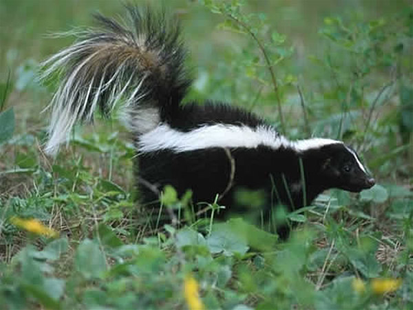 how to kill a skunk