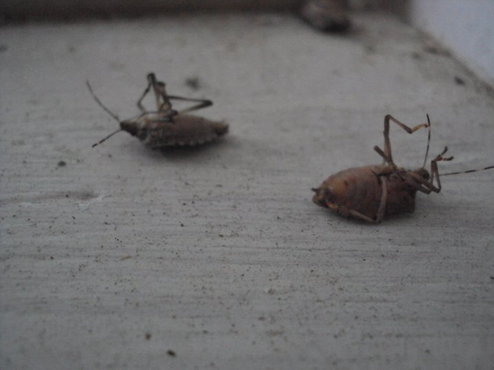 how to kill stink bugs