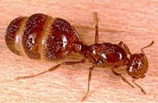 how to kill fire ants