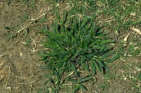 How to Kill Crabgrass