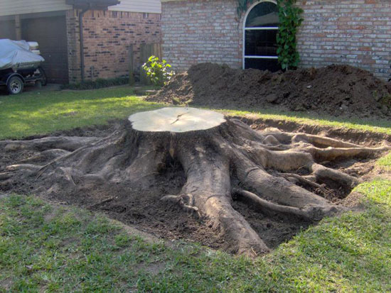 How to Kill a Tree Stump